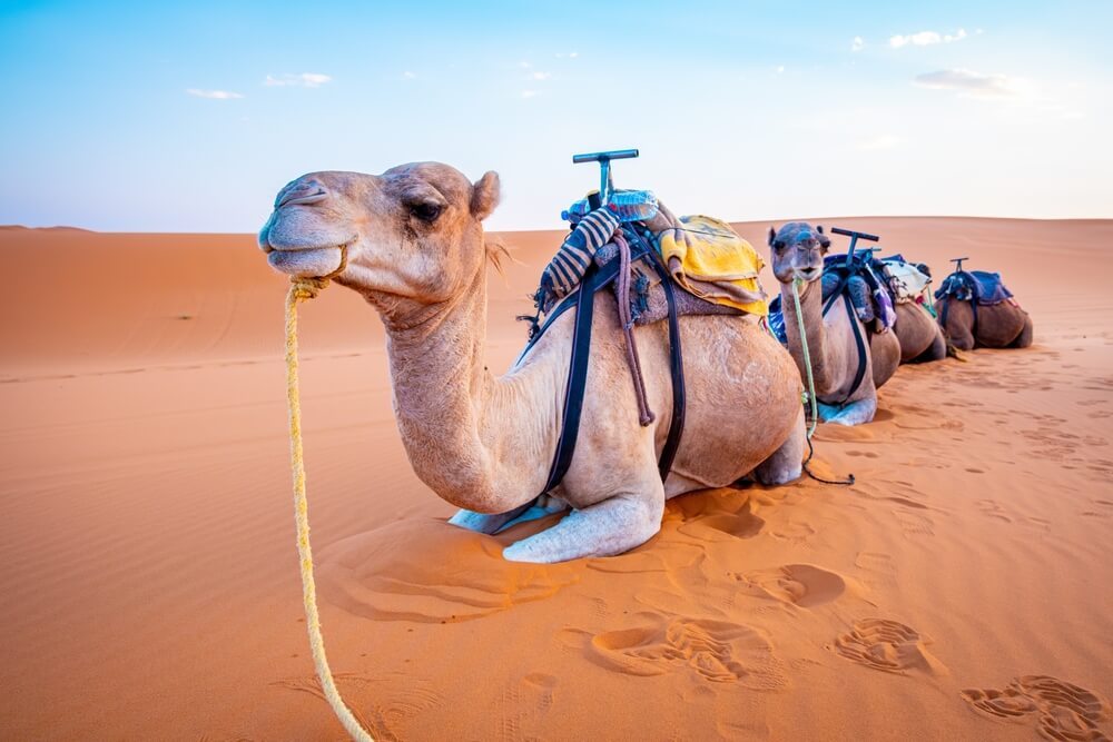 Camels resting in the desert, equipped for a tour with saddles and gear.