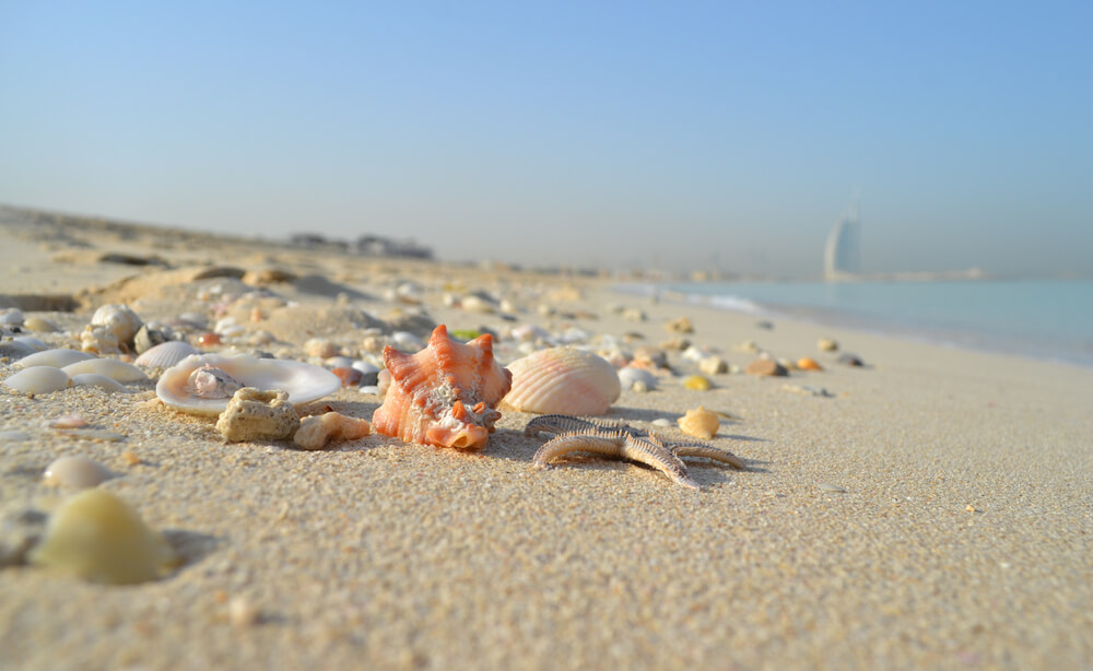 Close-up of seashells on the sandy shore with Burj Al Arab in the distance.