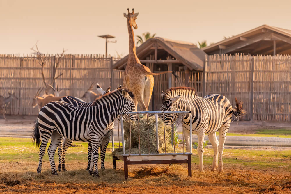 Zebras eating hay with a giraffe standing in the background at a zoo.